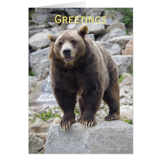 Kodiak-björn vid Sten OBS Kort (Framsidan)