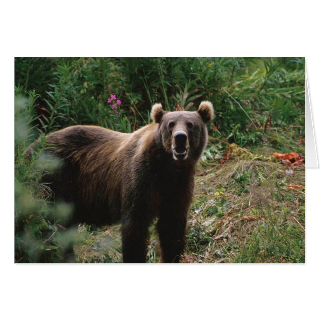 Kodiak Brown Bear Hälsningskort (Framsidan Horizontal)