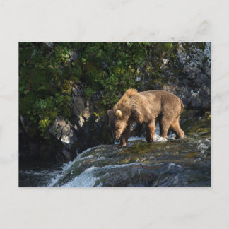 Kodiak Brown Bear Looking For Salmon Vykort