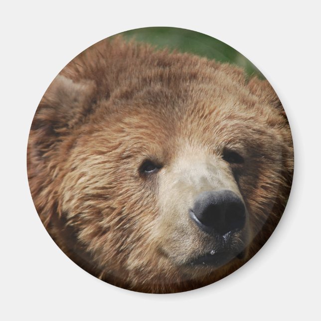 Kodiak Brown Bear Magnet (Framsidan)