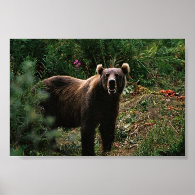 Kodiak Brown Bear Poster (Framsidan)
