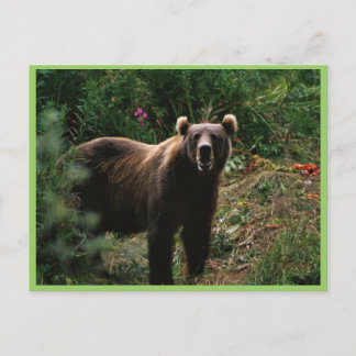 Kodiak Brown Bear Vykort