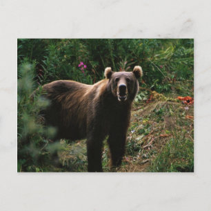 Kodiak Brown Bear Vykort
