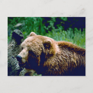 Kodiak Brown Bear Vykort