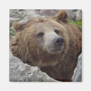 Kodiakbjörn Magnet