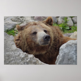 Kodiakbjörn Poster