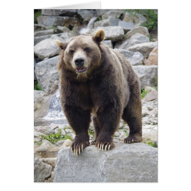Kodiakbjörn Stående på en sten OBS Kort (Framsidan)