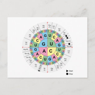 Kodoner med vykort Amino Acids Chart Genetic Code