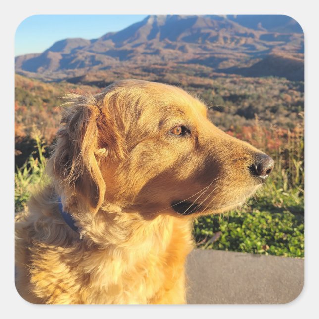 Kody Sticker Fyrkantigt Klistermärke (Framsida)