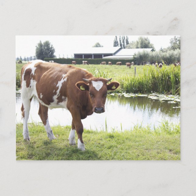 Koe Vykort (Framsida)