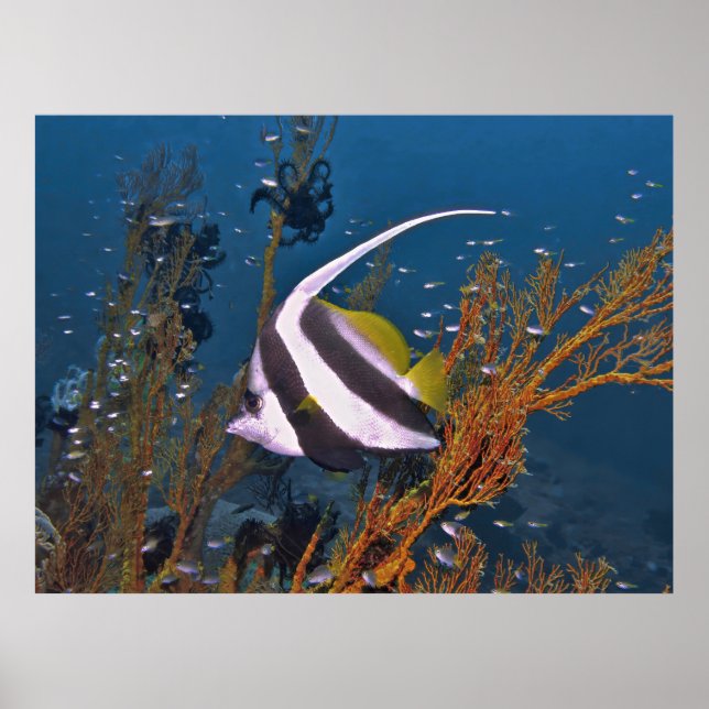 Koh Lipe Bannerfish Poster (Framsidan)