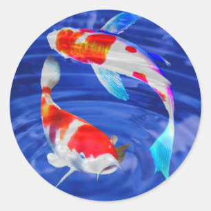 Kohaku Duo i Deep Blue Pond Runt Klistermärke