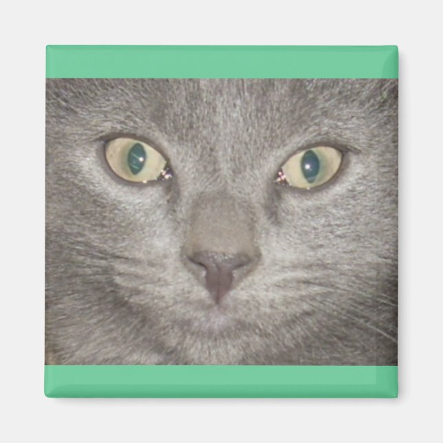 Kohl Grått Kattunge Ansikte Magnet (Framsidan)