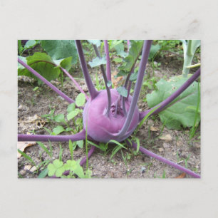 Kohlrabi ~ vykort