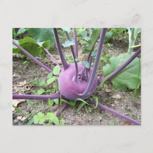 Kohlrabi ~ vykort (Framsida)