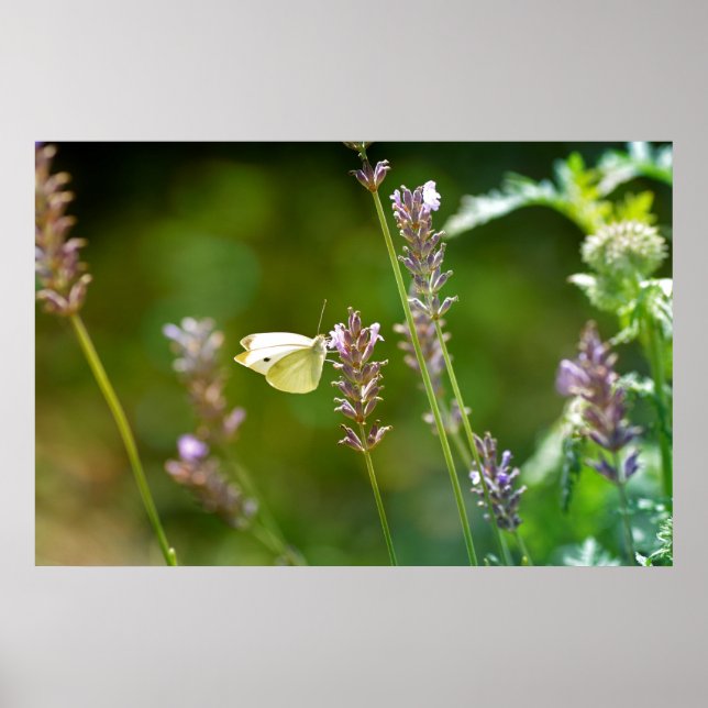 Kohlweißling auf Lavendel Poster (Framsidan)