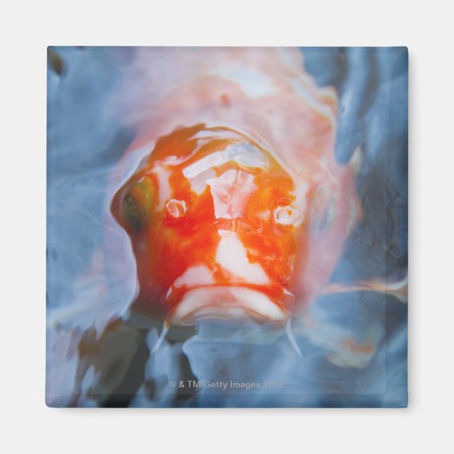 Koi Carp (Cyprinus carpio), Japan Magnet (Framsidan)