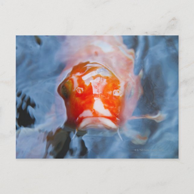 Koi Carp (Cyprinus carpio), Japan Vykort (Framsida)