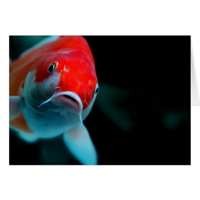 Koi carp hälsningskort (Framsidan Horizontal)