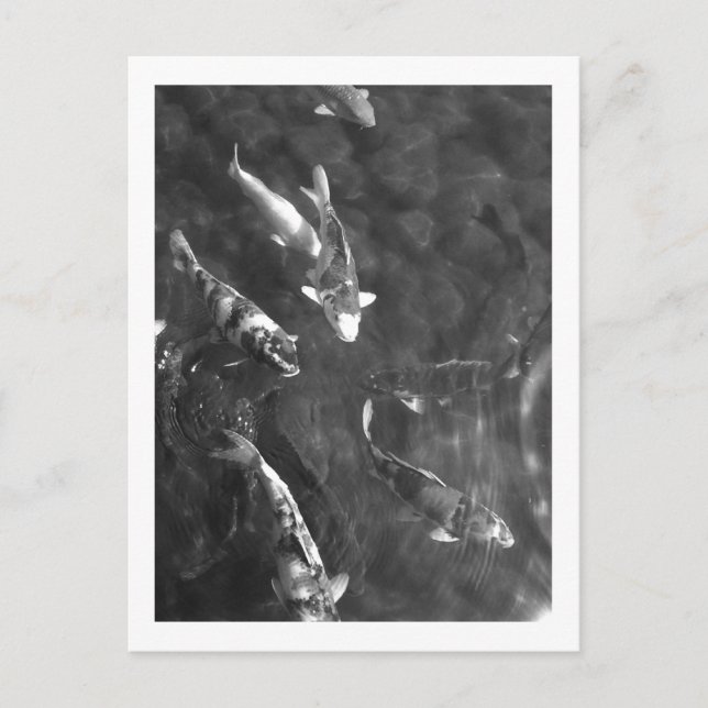 Koi Carp: Japan Vykort (Framsida)