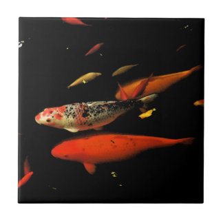Koi Carp Kakelplatta