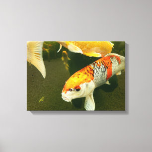 Koi Carp Kanvastryck