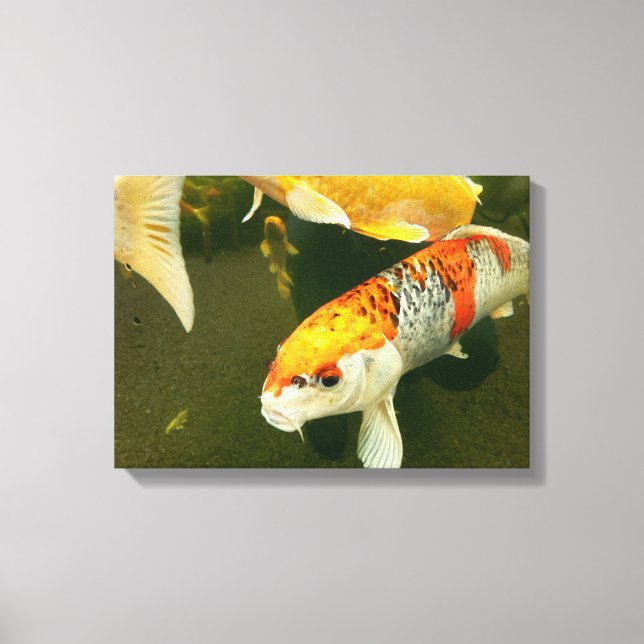 Koi Carp Kanvastryck (Framsida)