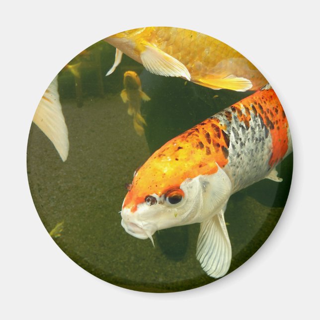 Koi Carp Magnet (Framsidan)