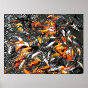 Koi carp matande frenzy poster