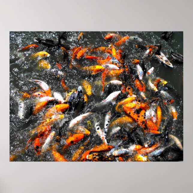 Koi carp matande frenzy poster (Framsidan)