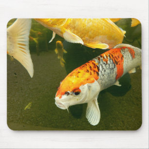 Koi Carp Musmatta