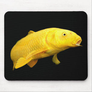 Koi Carp Musmatta