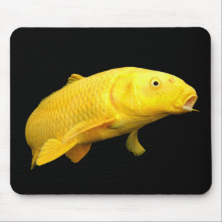 Koi Carp Musmatta