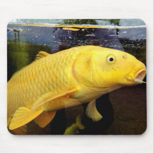 Koi Carp Musmatta