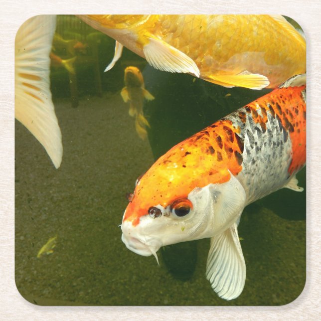 Koi Carp Papper Underlägg Kvadrat (Framsidan)