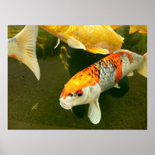 Koi Carp Poster (Framsidan)