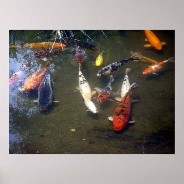 Koi Carp Poster (Framsidan)