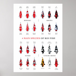 Koi Carp-sorterna Poster