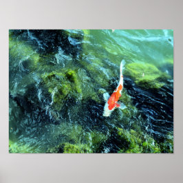 Koi Carp: Tokyo, Japan Poster