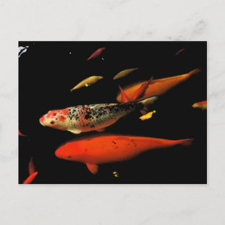Koi Carp Vykort