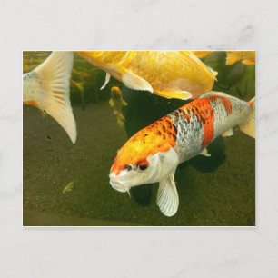 Koi Carp-vykort Vykort