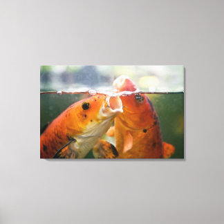 Koi carps canvastryck