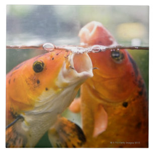 Koi carps kakelplatta