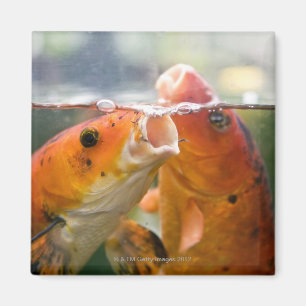 Koi carps magnet