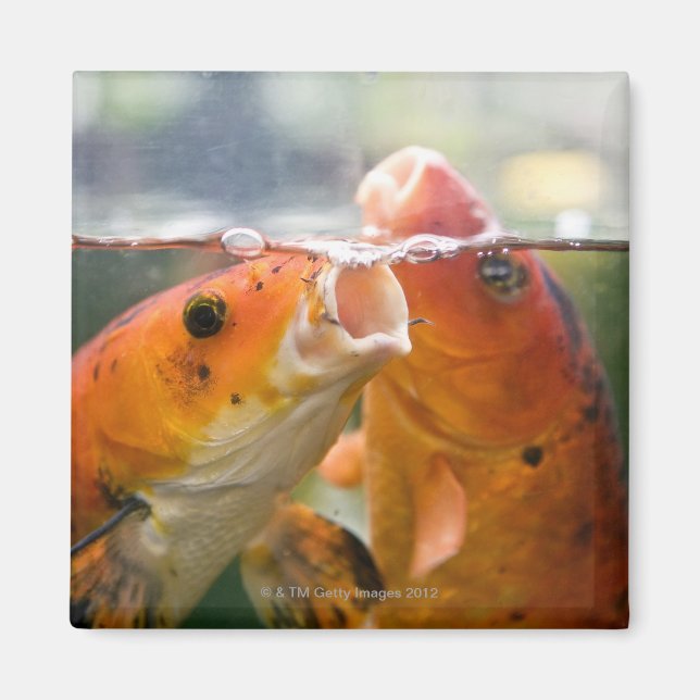 Koi carps magnet (Framsidan)