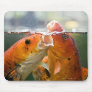 Koi carps musmatta