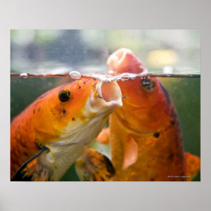 Koi carps poster