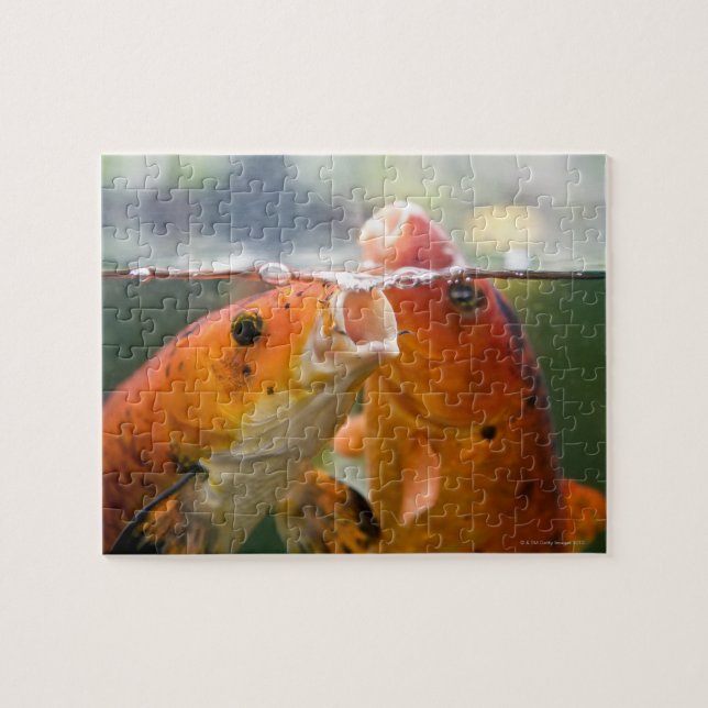 Koi carps pussel (Horisontell)