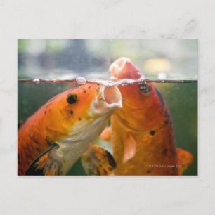Koi carps vykort