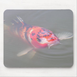 Koi damm musmatta